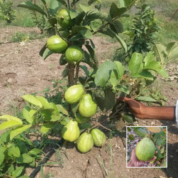 Thai 5 Guava - Fruit Plants & Trees