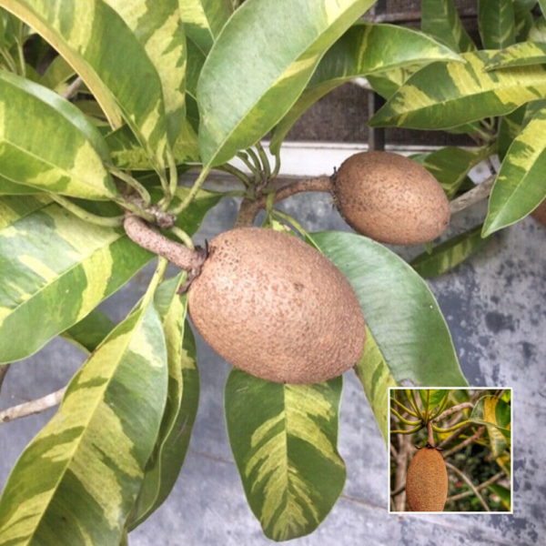 Variegated Chikoo - Exotic Plants