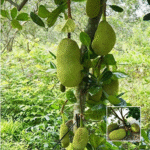 All Time Jackfruit Plant - Buy Online at Green Glow Nursery