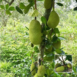 All Time Jackfruit - Vietnam Super Early