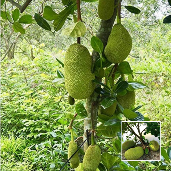 All Time Jackfruit - Vietnam Super Early