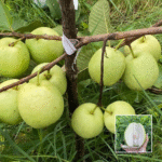 White Diamond Guava Plant - Buy Online at Green Glow Nursery