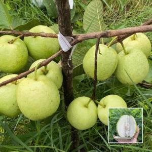 White Diamond Guava - Exotic Plants