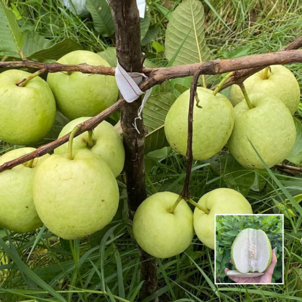 White Diamond Guava - Exotic Plants