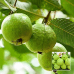 Allahabad Guava Plant - Buy Online at Green Glow Nursery