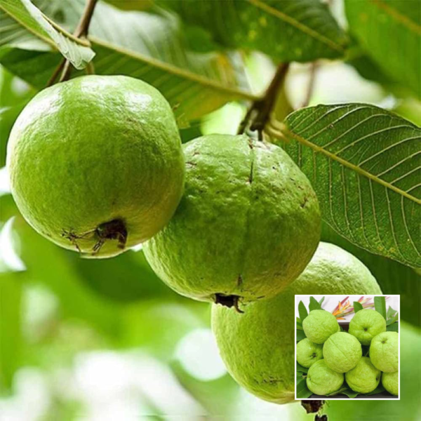 Allahabad guava - Fruit Plants & Trees