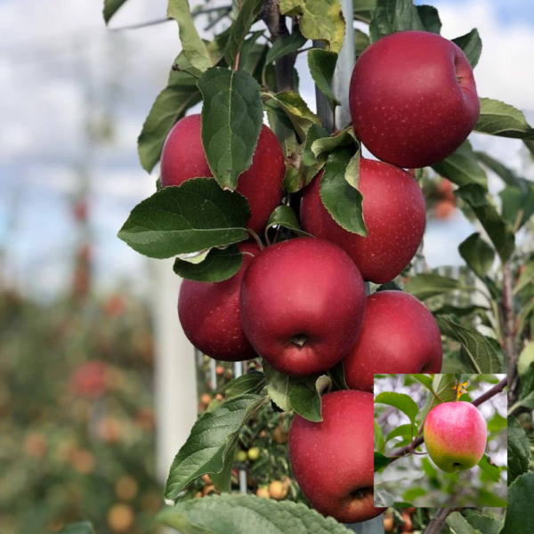 Apple Anna - Exotic Plants