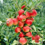 Apple Hr 99 Plant - Buy Online at Green Glow Nursery