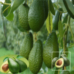 Avocado Hass Variety Plant - Buy Online at Green Glow Nursery