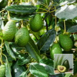 Avocado Plant - Buy Online at Green Glow Nursery