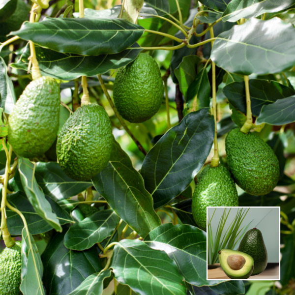 Avocado - Exotic Plants & Trees