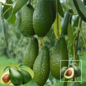 Avocado Hass Variety - Exotic Plants