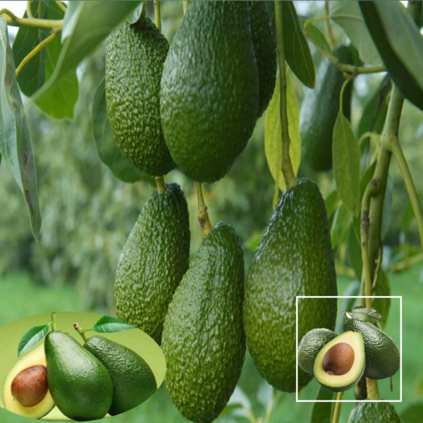 Avocado Hass Variety - Exotic Plants