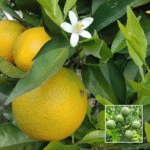 Bari 1 Sweet Malta Plant - Buy Online at Green Glow Nursery