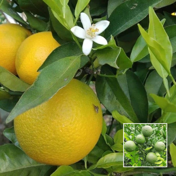 Bari 1 Sweet Malta - Grafted Plant