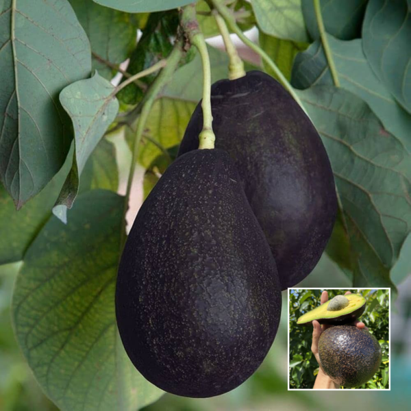 Black Avocado - Exotic Plants