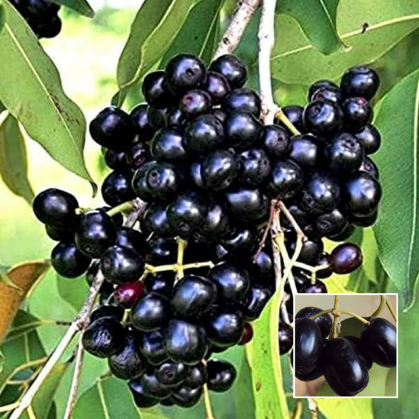 Black Jamun - Grafted Plants