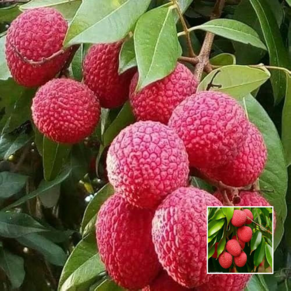 Bombay Litchi - Grafted Plants