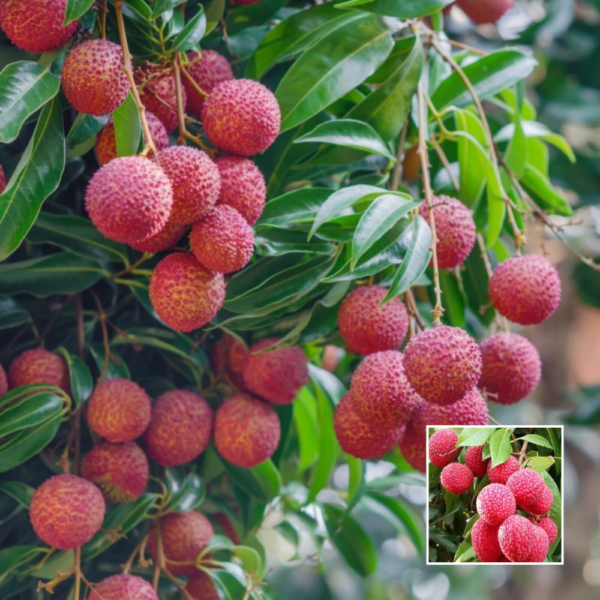 China 3 Litchi - Exotic Plants
