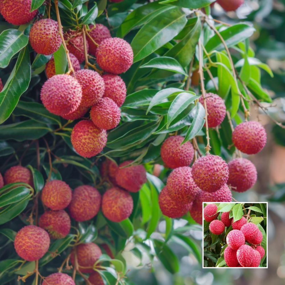 china 3 litchi