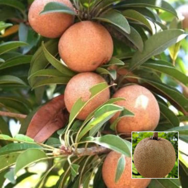 Cricket ball Chiku - Fruit Plants