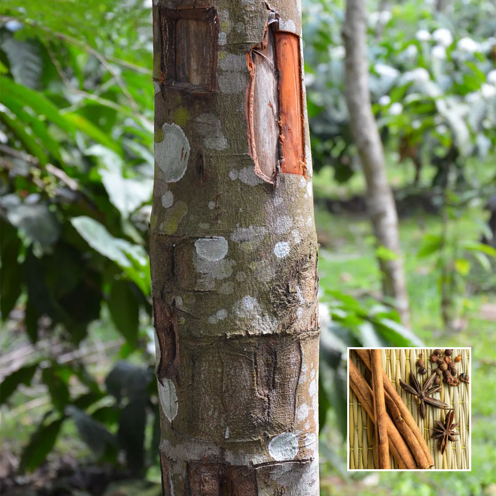 dalchini plant