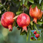 Ganesh Pomegranate (Anar) Plant - Buy Online at Green Glow Nursery