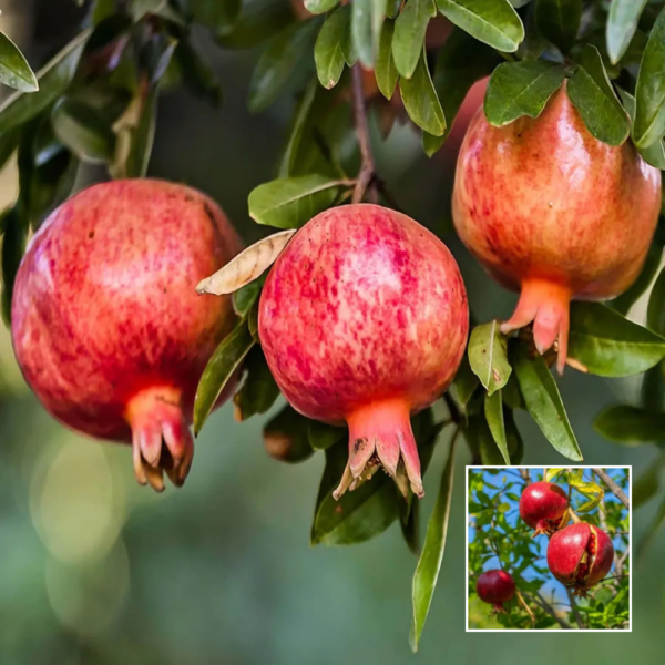Ganesh Pomegranate (Anar) - Grafted