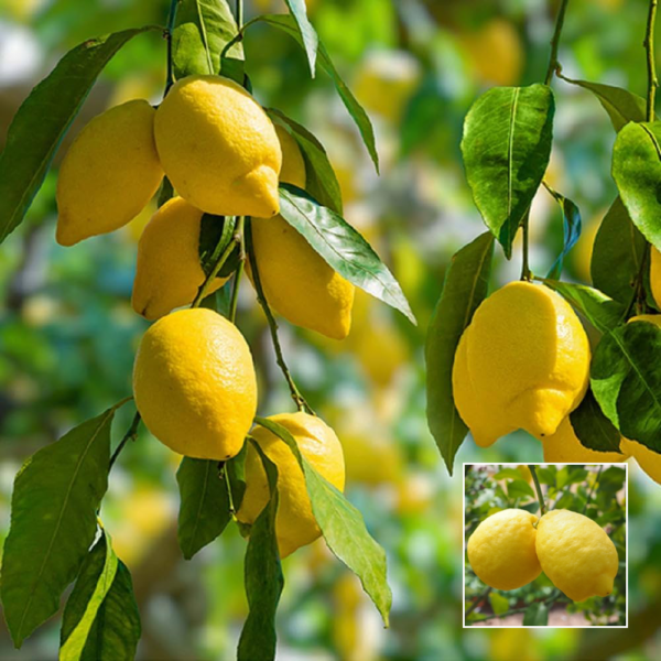 Ghanraj Lemon - Fruit Plants