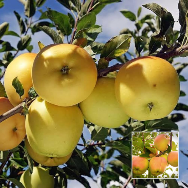 Apple Golden - Exotic Plants