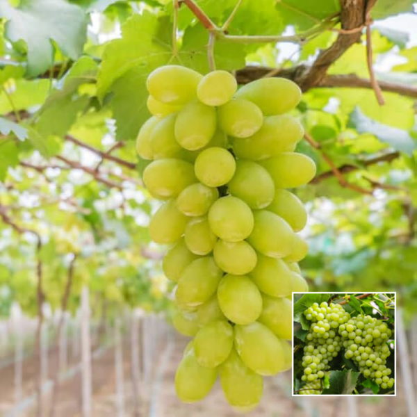 Grapes (Angur) - Fruit Plants & Trees