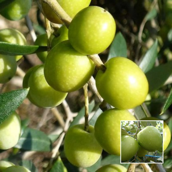 Green Apple Ber - Grafted Plants