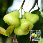 Green Water Apple Plant - Buy Online at Green Glow Nursery