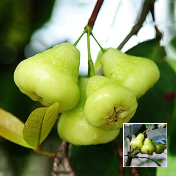 Green Water Apple - Grafted Plants