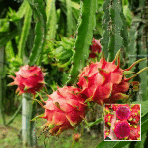 Red Jambu Dragon Fruit - Grafted