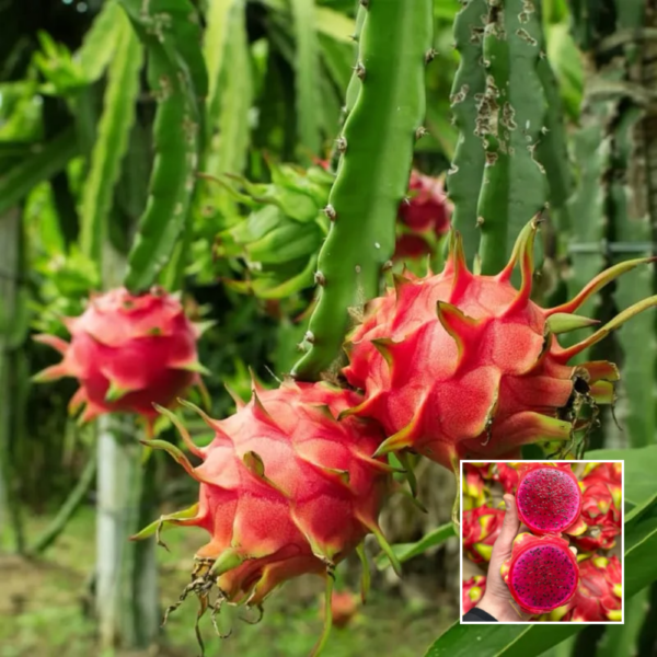 Red Jambu Dragon Fruit - Grafted