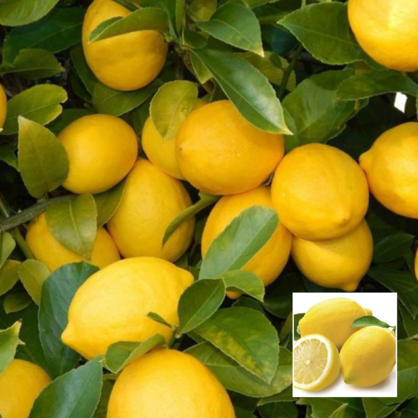 Kakji Lemon - Fruit Plants