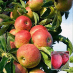 Kashmiri Apple Ber Plant - Buy Online at Green Glow Nursery