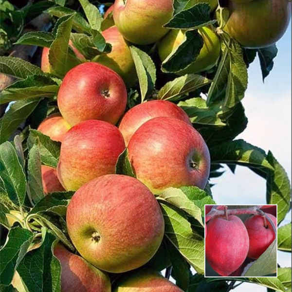 Kashmiri Apple Ber - Grafted Plants