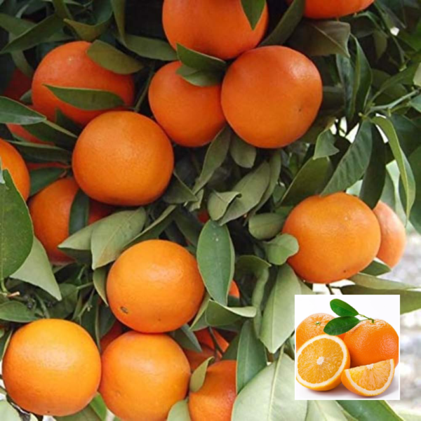 Kinno Orange - Grafted Plants