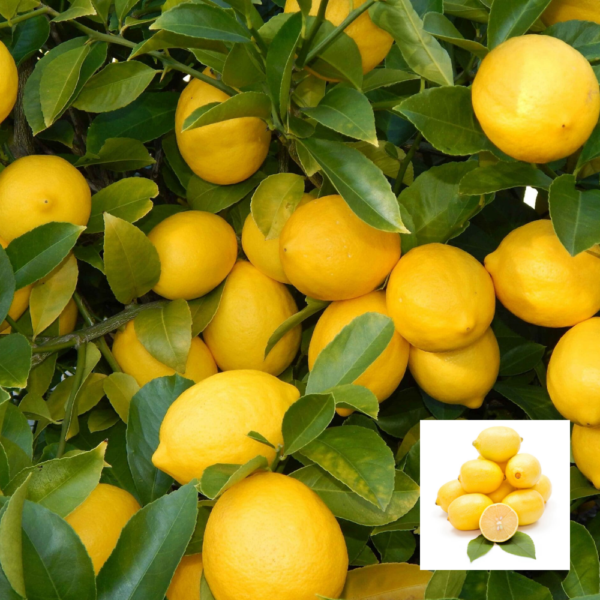 Kolkata Patti Lemon - Fruit Plants