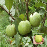 L49 Guava Plant - Buy Online at Green Glow Nursery