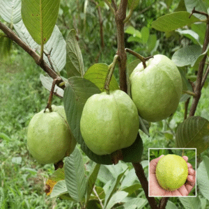 L49 Guava - Fruit Plants & Trees
