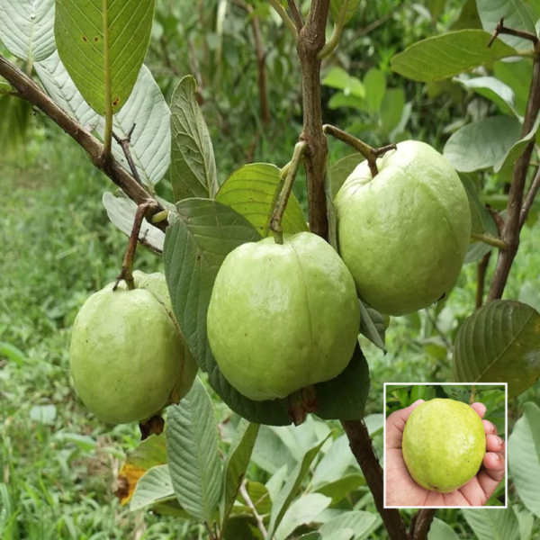 L49 Guava - Fruit Plants & Trees