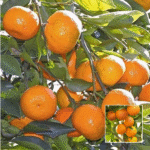 Nagpur Orange Plant - Buy Online at Green Glow Nursery