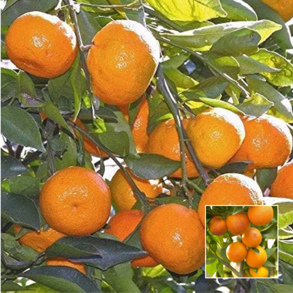 Nagpur Orange - Grafted Plants