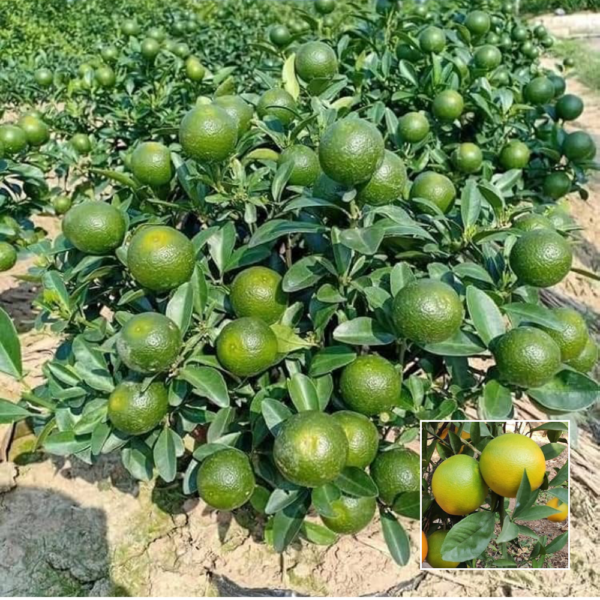 Pakistani Sweet Malta - Exotic Plants