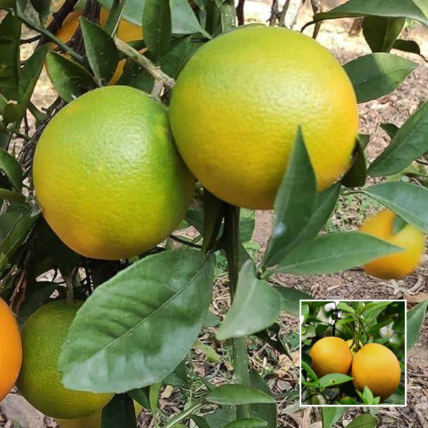 Sweet Malta - Grafted Plant