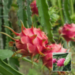Pink Dragon Fruit Plant - Buy Online at Green Glow Nursery