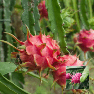 Pink Dragon Fruit - Grafted Plants